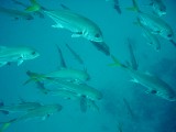 saracuba 296 